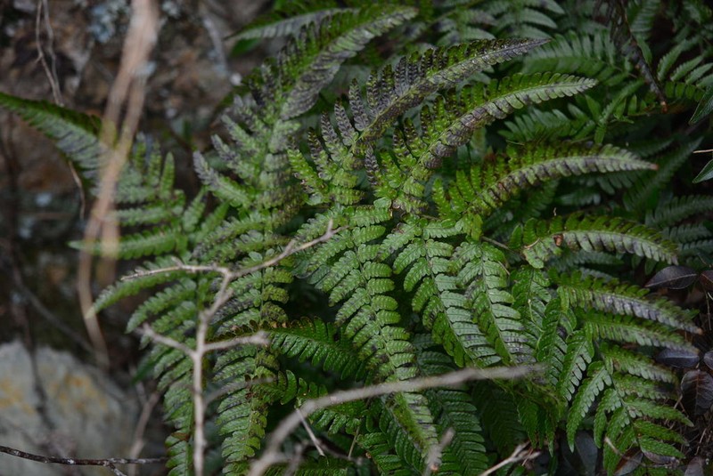 Dryopteris bissetiana photo 6