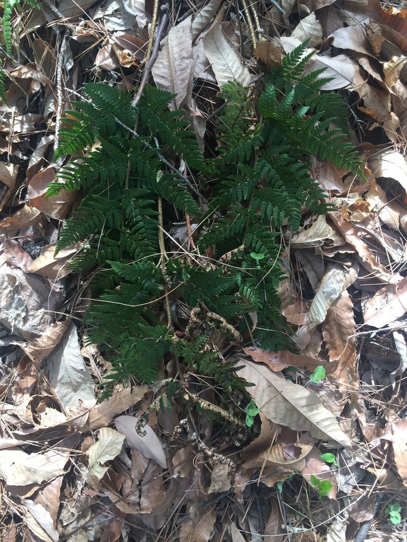 Dryopteris bissetiana photo 7