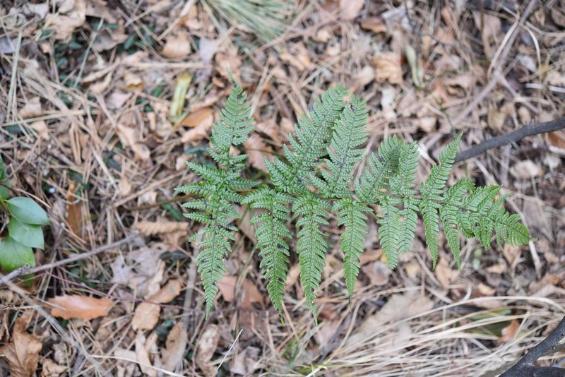 Dryopteris bissetiana photo 8