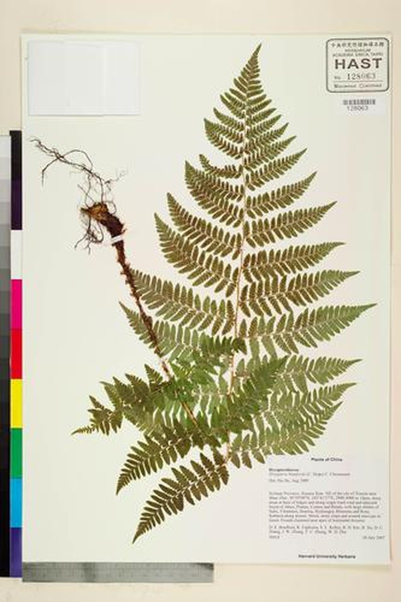 Dryopteris blanfordii photo 2