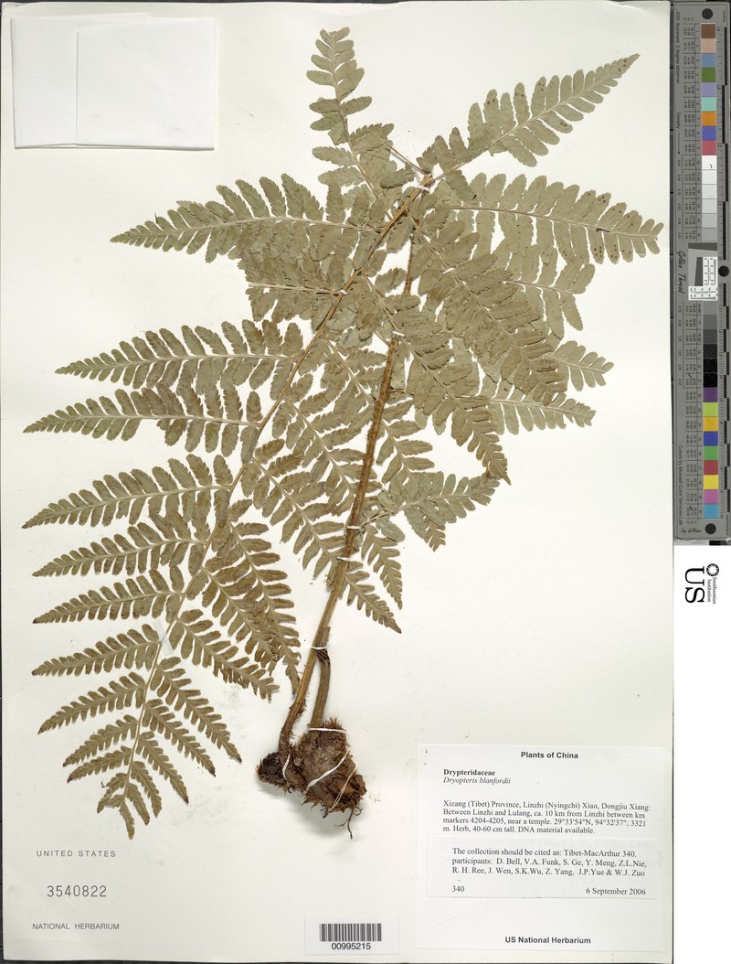 Dryopteris blanfordii photo 3
