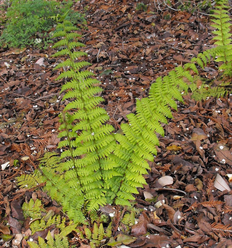 Dryopteris blanfordii