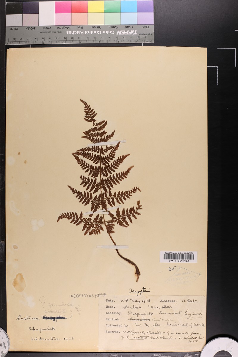Dryopteris blanfordii subsp. blanfordii