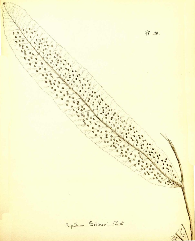 Dryopteris bodinieri