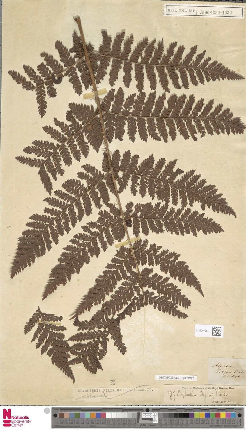 Dryopteris bojeri