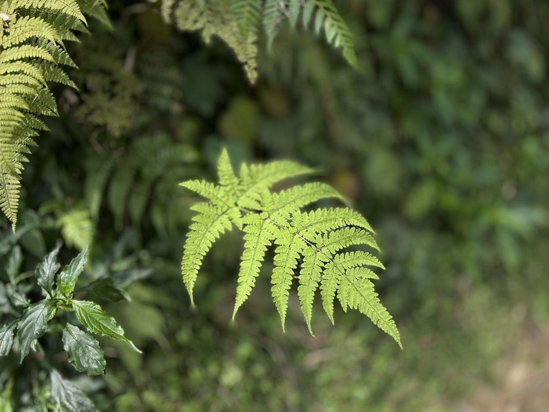 Dryopteris cacaina