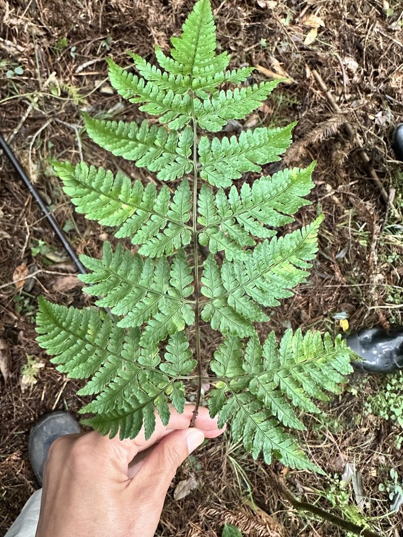 Dryopteris cacaina photo 2