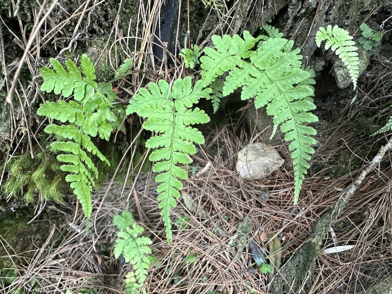 Dryopteris cacaina photo 3