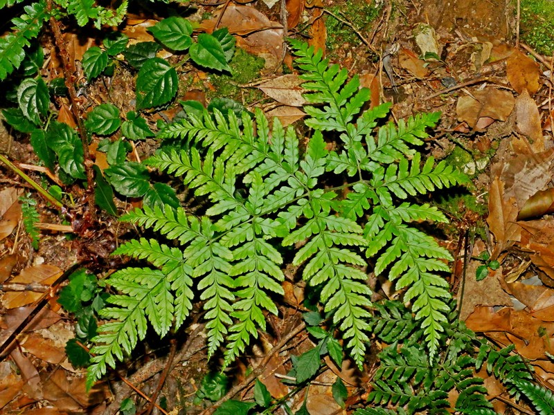 Dryopteris cacaina photo 4