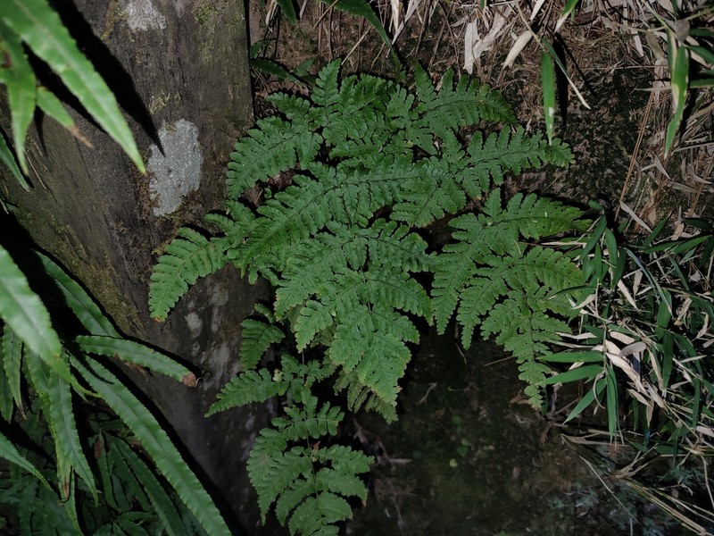 Dryopteris cacaina photo 5