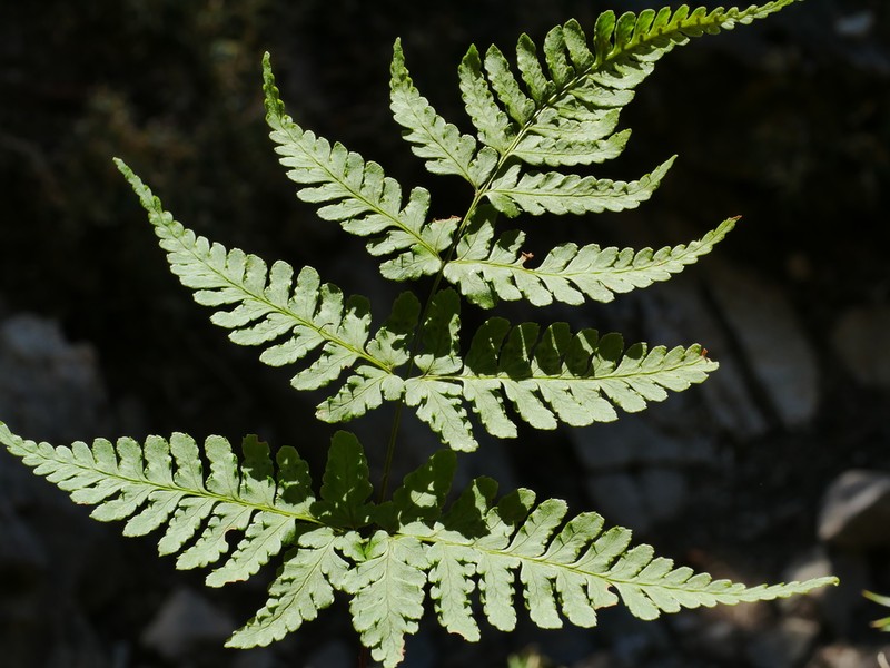 Dryopteris cacaina photo 6