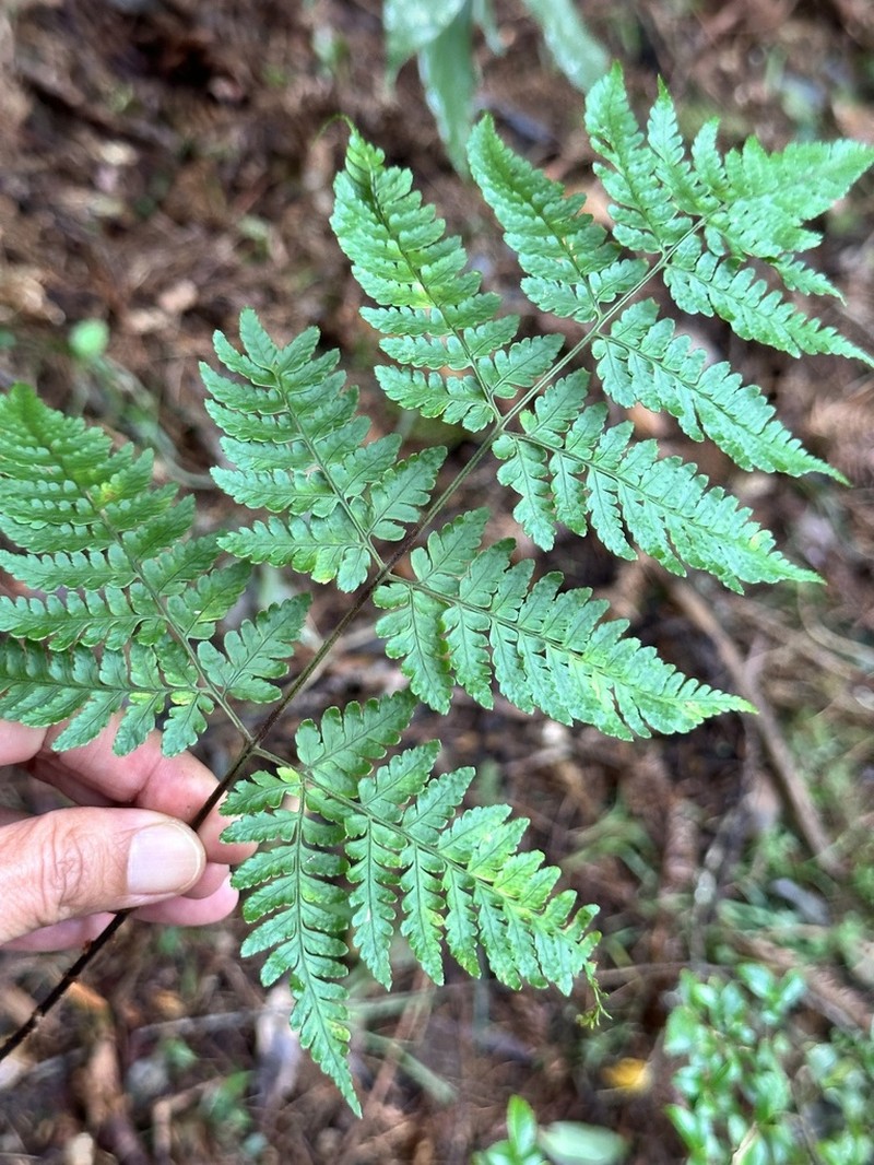 Dryopteris cacaina photo 7