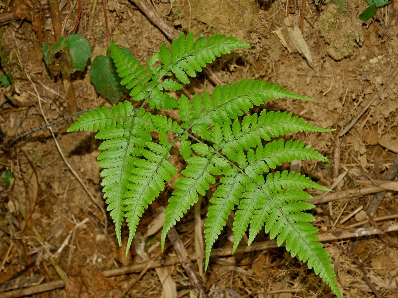 Dryopteris cacaina photo 8