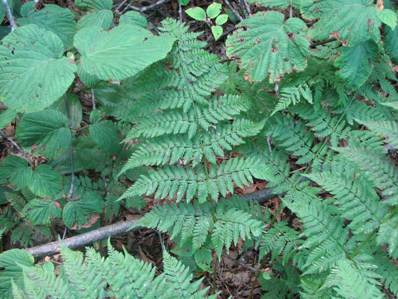 Mountain Woodfern