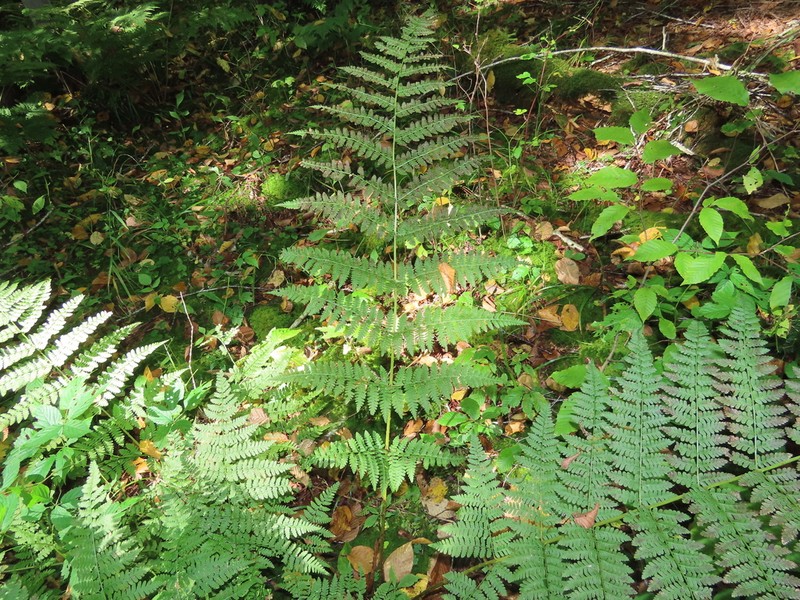 Mountain Woodfern