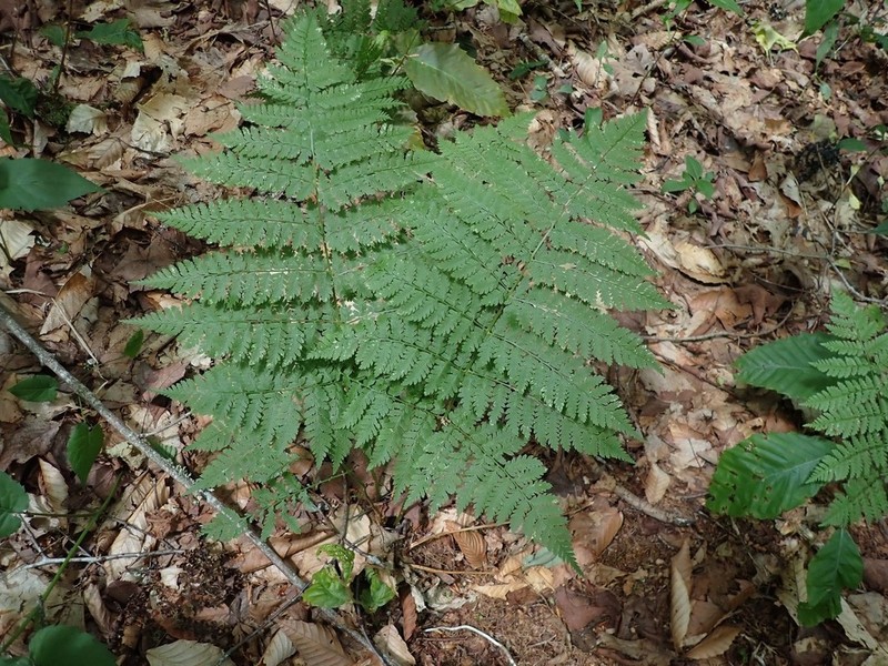 Mountain Woodfern photo 2