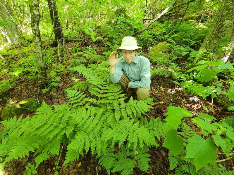 Mountain Woodfern photo 3