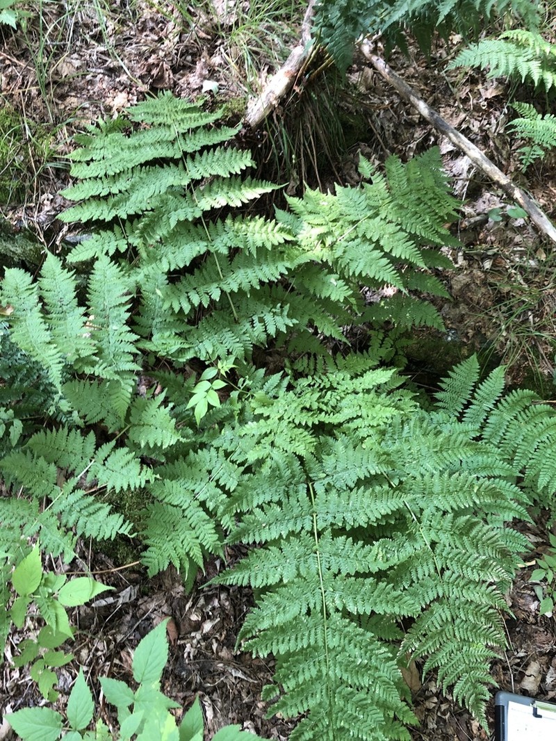 Mountain Woodfern photo 4