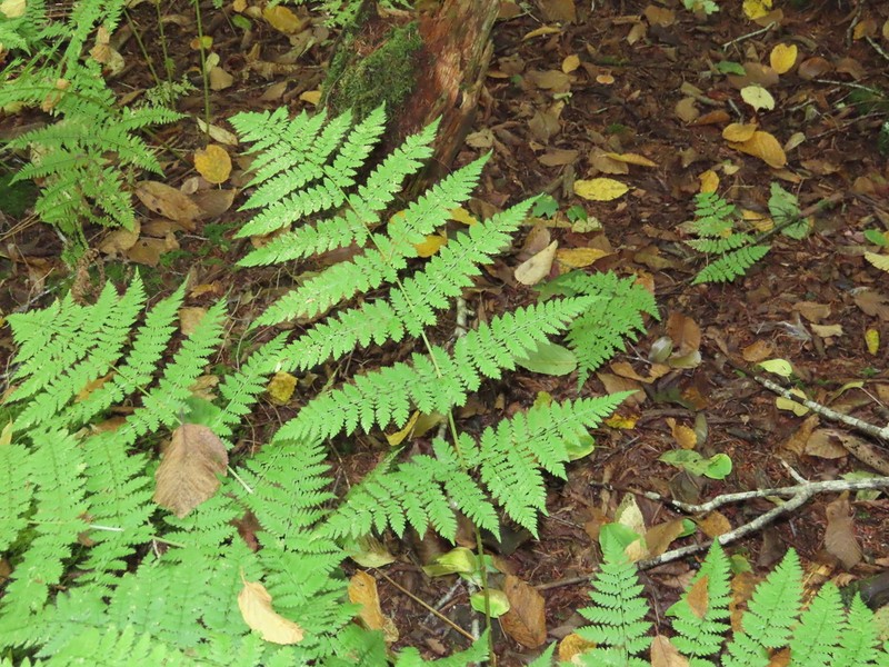 Mountain Woodfern photo 5