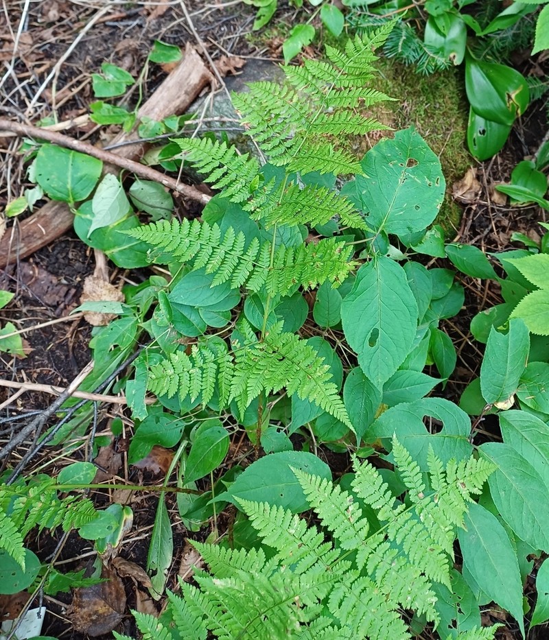 Mountain Woodfern photo 6