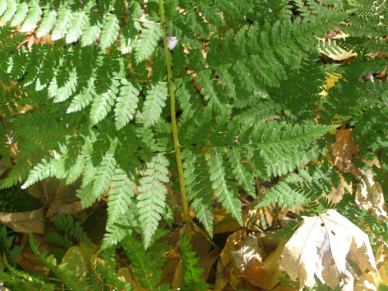 Mountain Woodfern photo 7