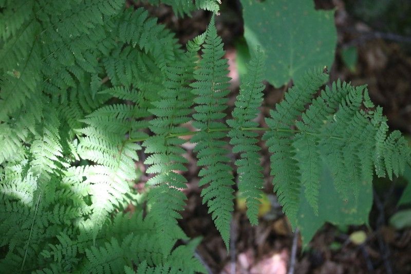 Mountain Woodfern photo 8