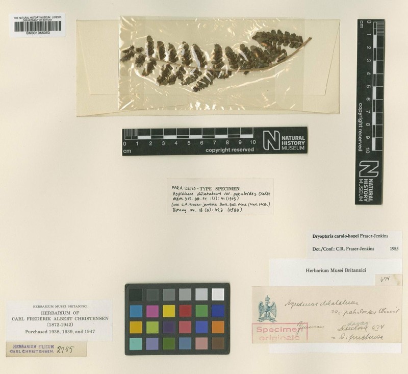 Dryopteris caroli-hopei
