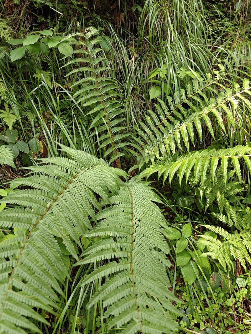 Dryopteris carpatica