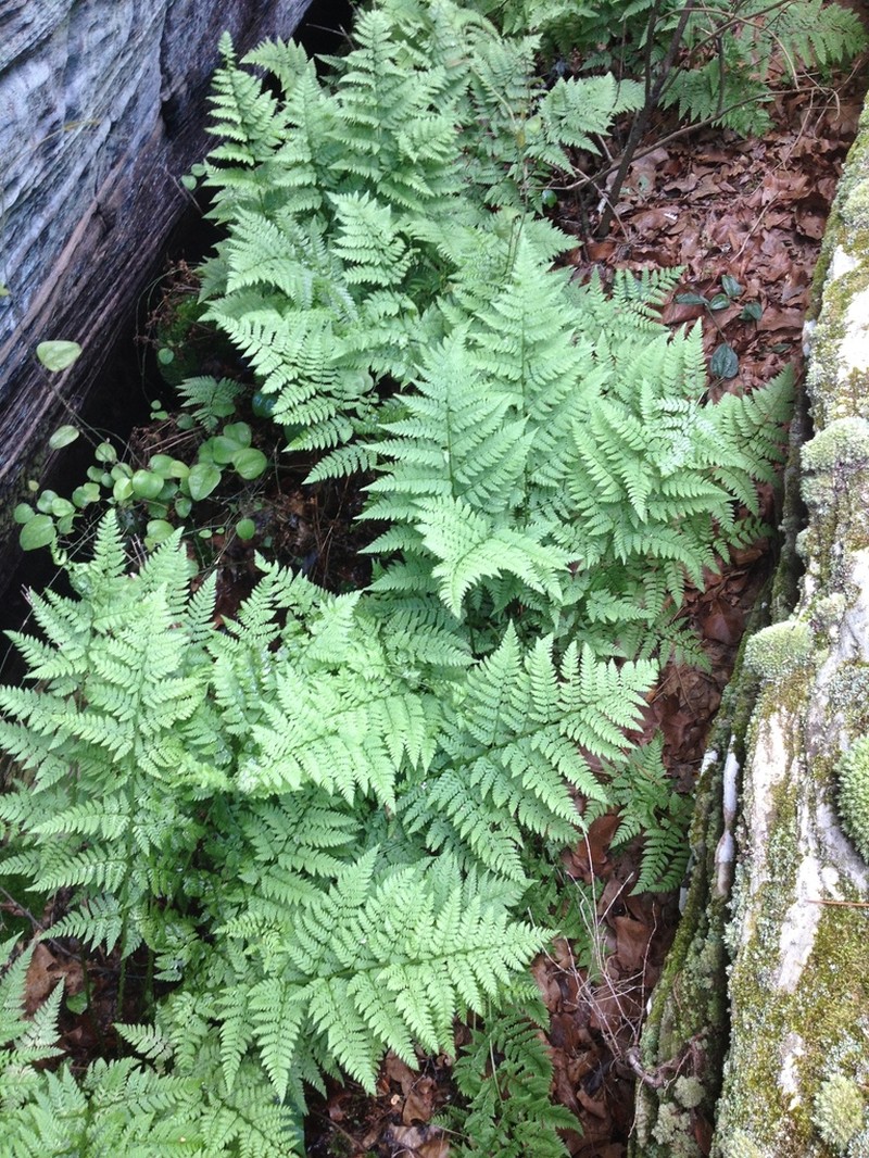 Spinulose Woodfern