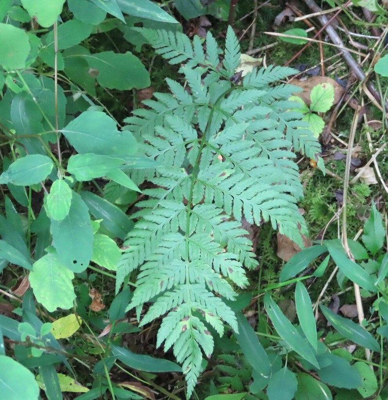 Spinulose Woodfern photo 2