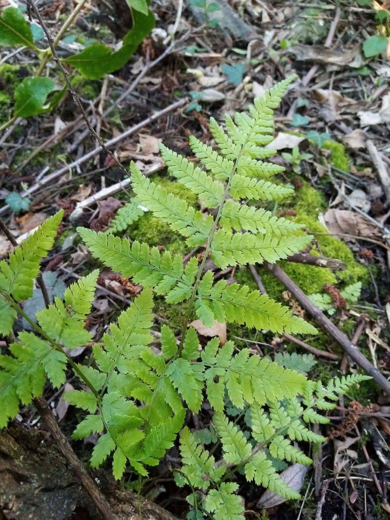 Spinulose Woodfern photo 3