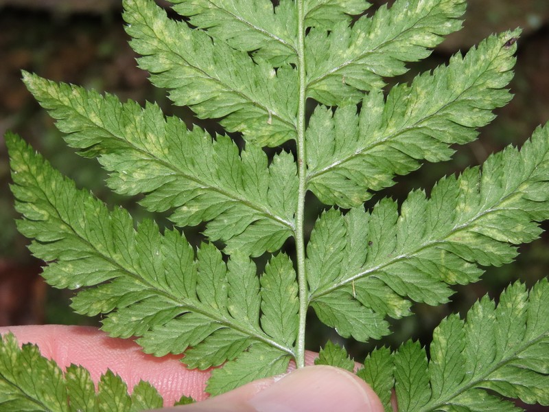 Spinulose Woodfern photo 4