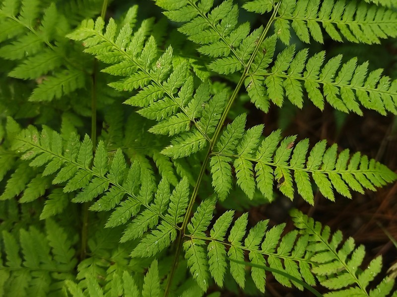 Spinulose Woodfern photo 5