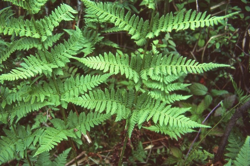 Spinulose Woodfern photo 6