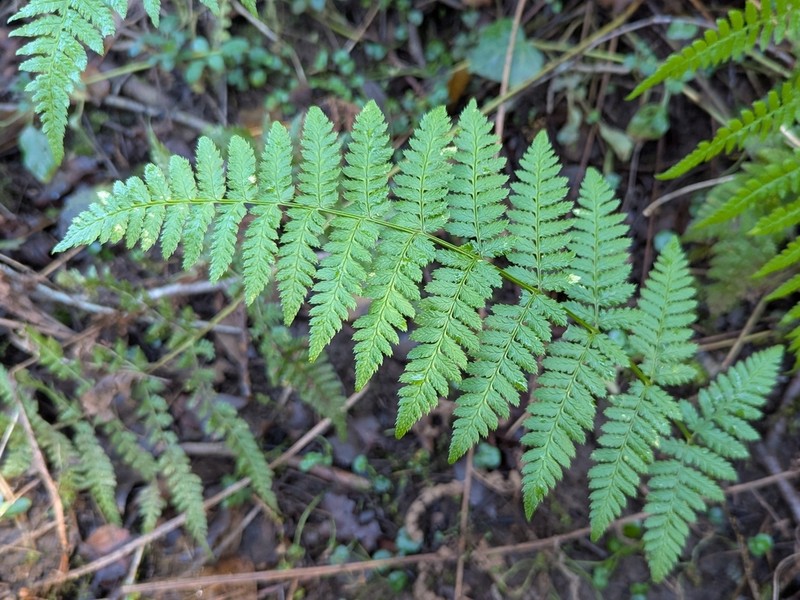 Spinulose Woodfern photo 7