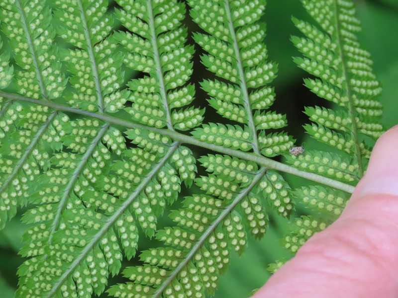 Spinulose Woodfern photo 8