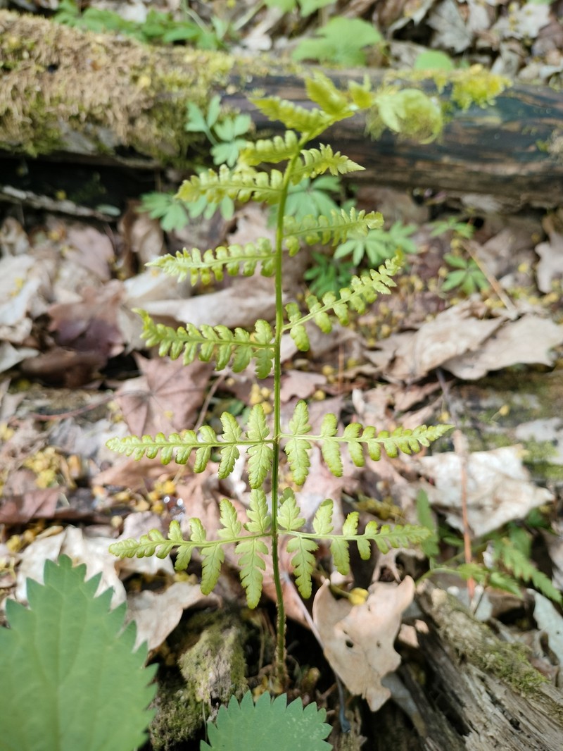 Dryopteris carthusiana var. carthusiana
