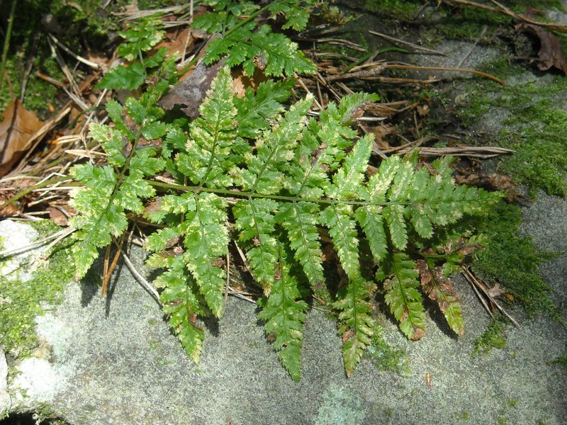Dryopteris carthusiana var. carthusiana photo 2