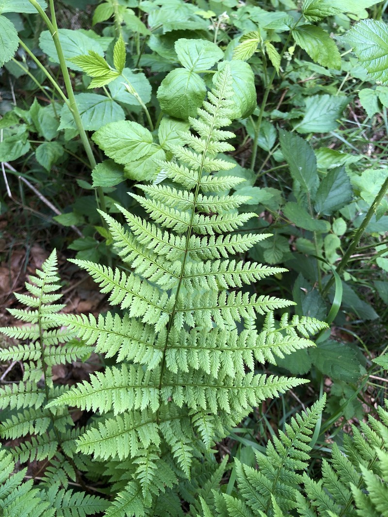 Dryopteris carthusiana var. carthusiana photo 3