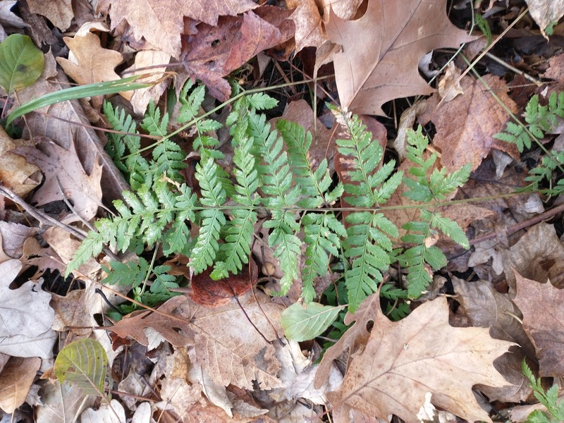 Dryopteris carthusiana var. carthusiana photo 4