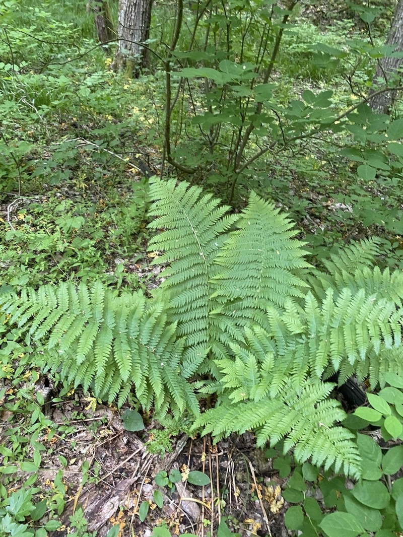 Dryopteris caucasica