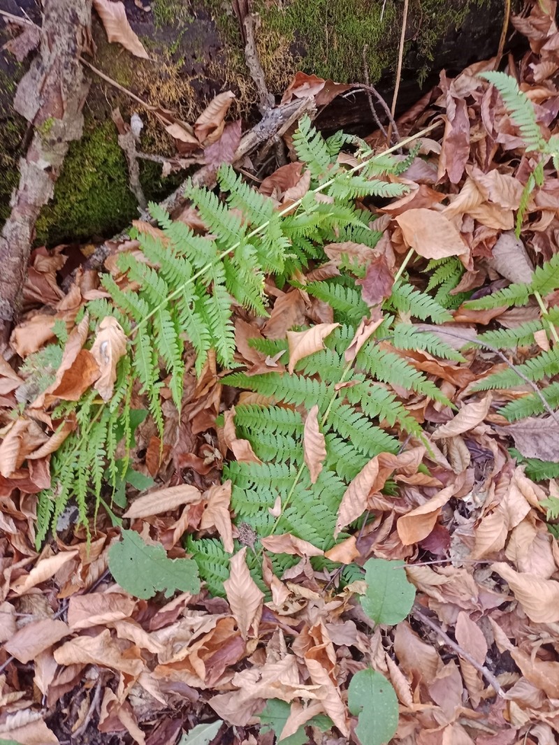 Dryopteris caucasica photo 2