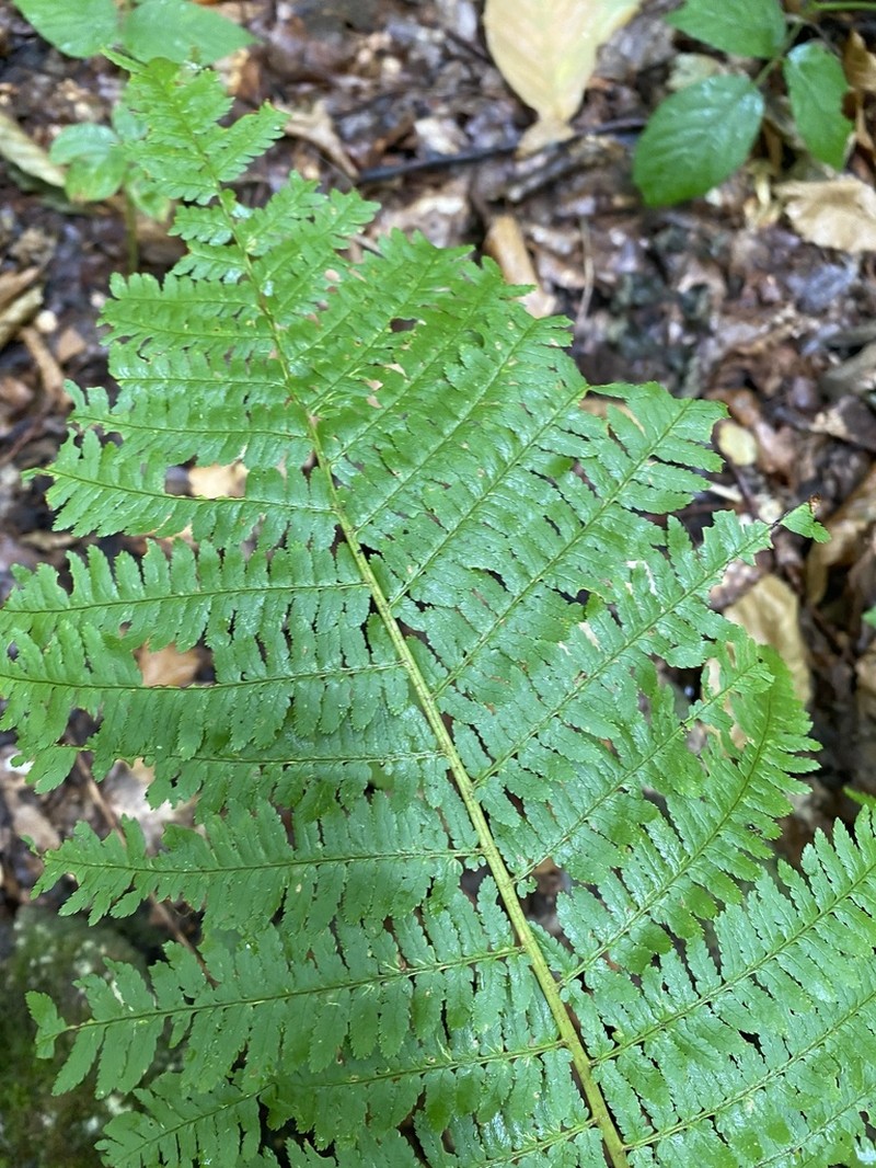 Dryopteris caucasica photo 3