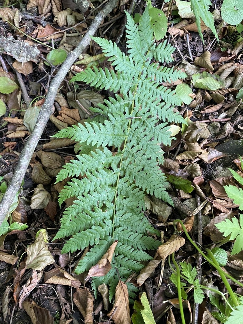 Dryopteris caucasica photo 4