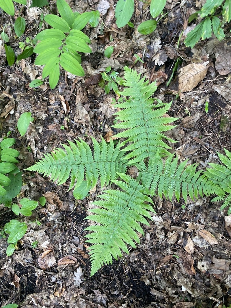Dryopteris caucasica photo 5