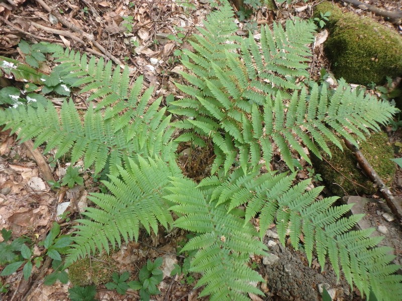 Dryopteris caucasica photo 6