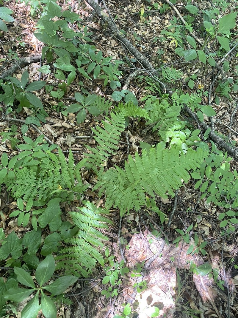 Dryopteris caucasica photo 7