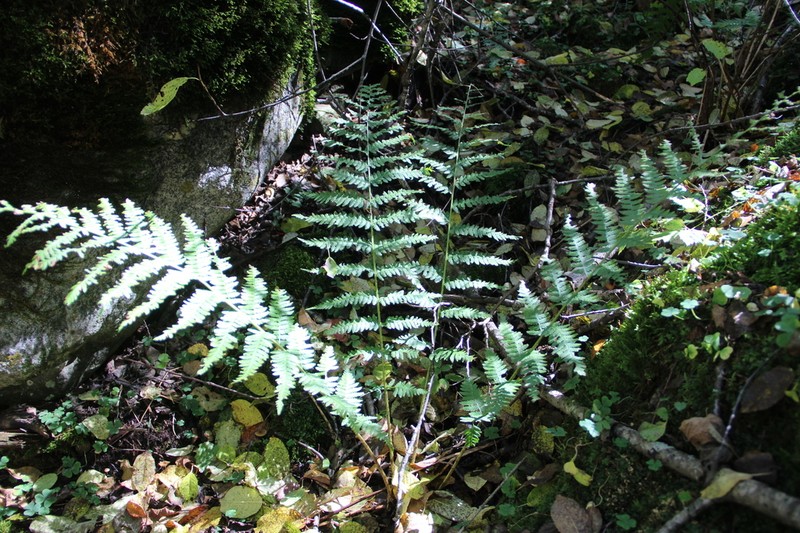 Dryopteris caucasica photo 8