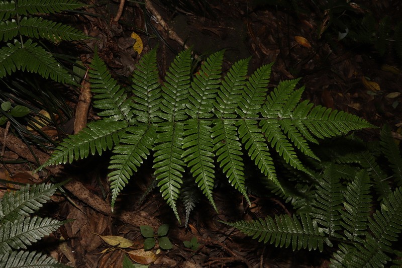 Dryopteris caudipinna photo 2