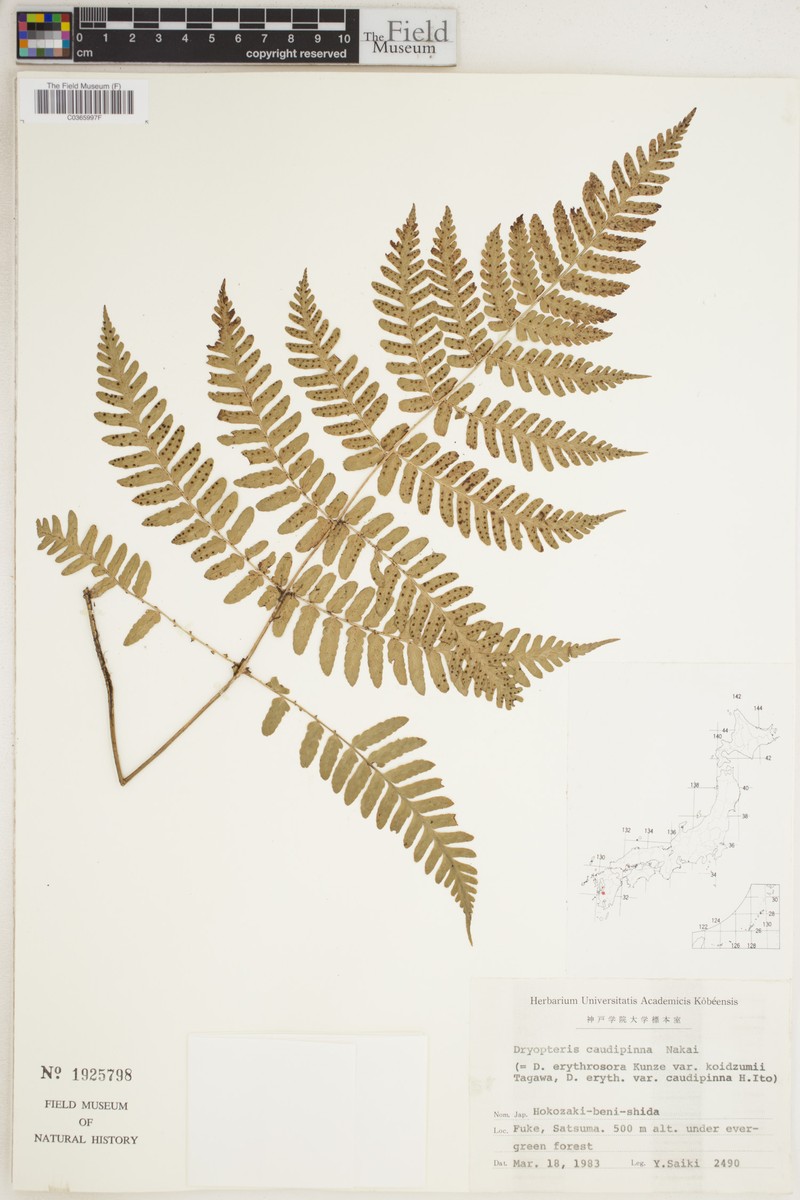 Dryopteris caudipinna photo 3